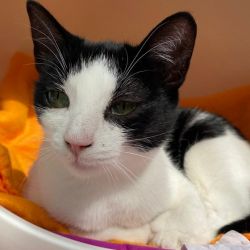 Kleiner_Soldat_neu_6