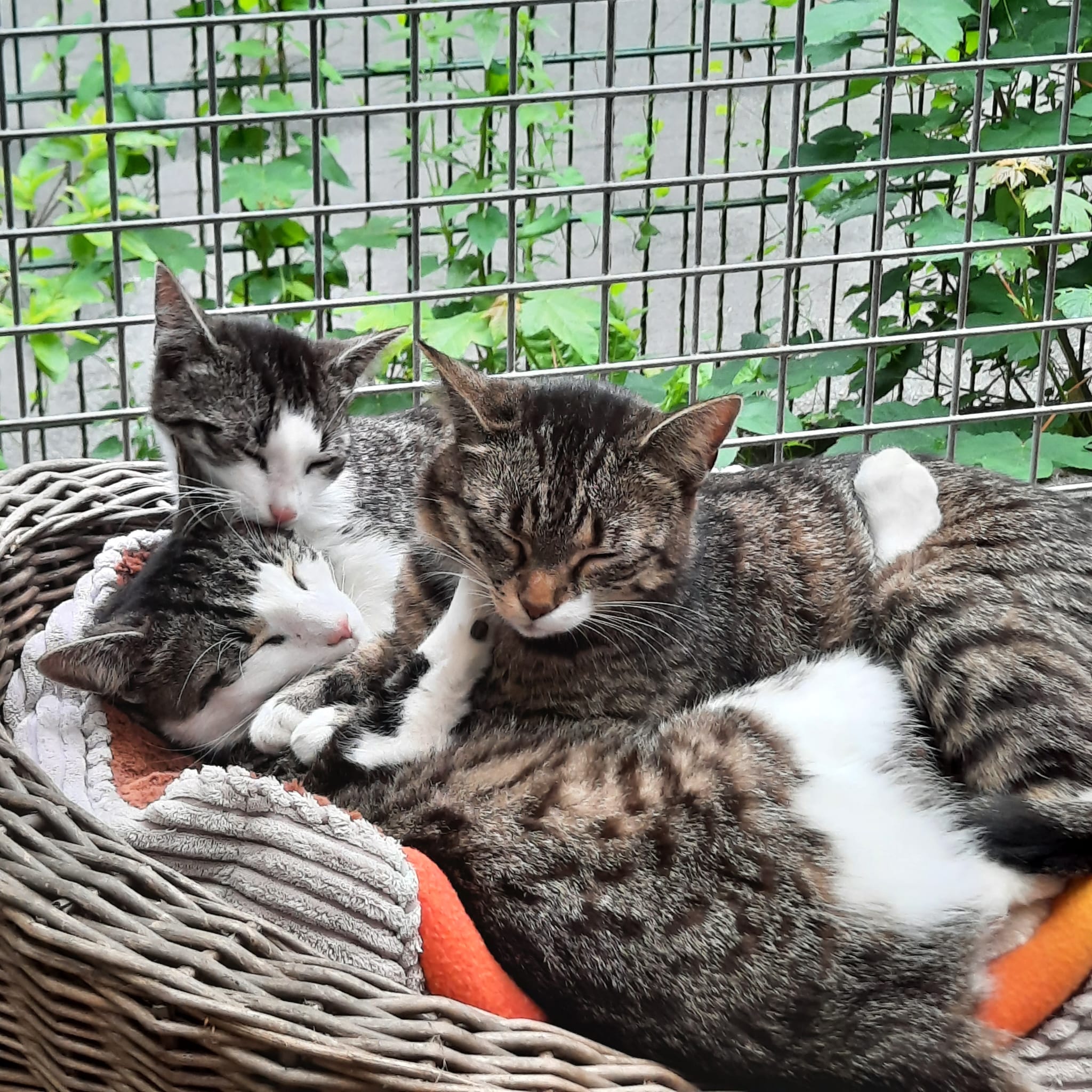 Dandelion mit Maiglckchen und Sauerampfer 1