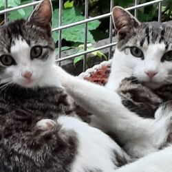 Maiglckchen_und_Sauerampfer