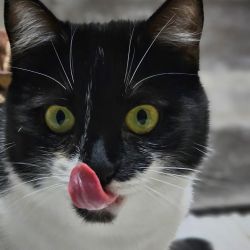 Taeubchen_1