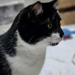 Taeubchen_2