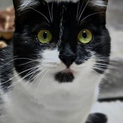 Taeubchen_4