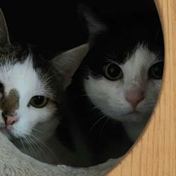 IMG-20250315-WA0003_1