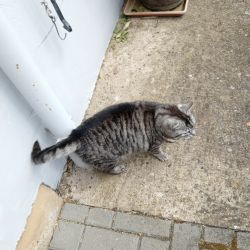 Vermittlungshilfe_Jana1