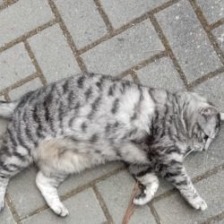 Vermittlungshilfe_Jana2