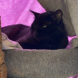 Odin-