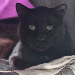 Odin