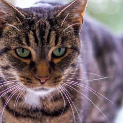 IMG_3195_Olivia_quadratisch