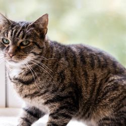 IMG_3205_Olivia_quadratisch