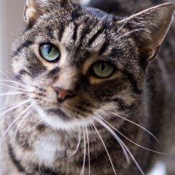 IMG_3213_Olivia_quadratisch