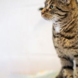 IMG_3241_Olivia_quadratisch