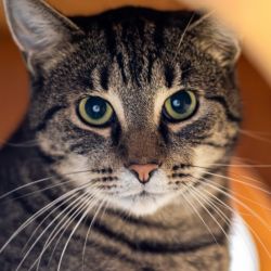 IMG_3253_Osman_quadratisch