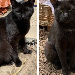 Otterich-Otto_Titelbild