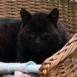 Ottmar-5