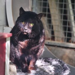 Ottmar