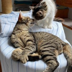 Casa-Nova_Patachon_2