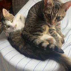 Casa-Nova_Patachon_3