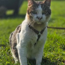 Mausbert_1