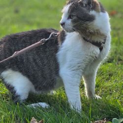 Mausbert_4