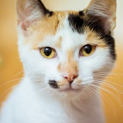 IMG_3417_Celione_Dion_quadratisch