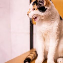 IMG_3428_Celione_Dion_quadratisch