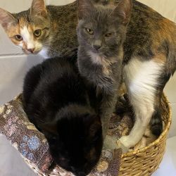 Momo_Minah_und_Fenja_1