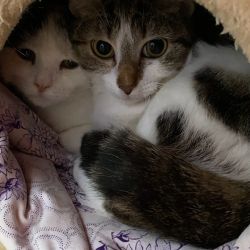 Suri_Elli_4