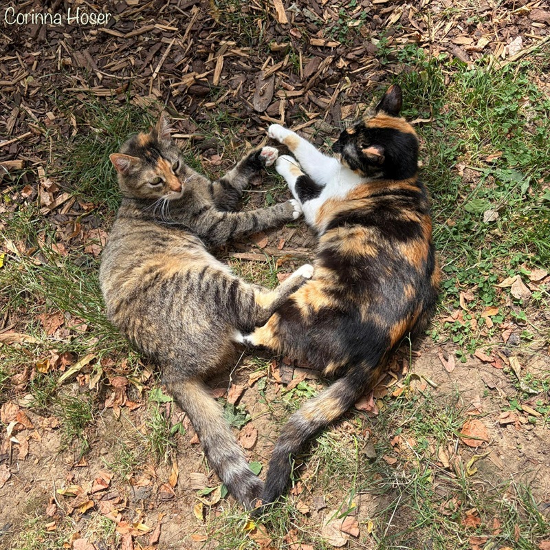 Miss Purrfect 3