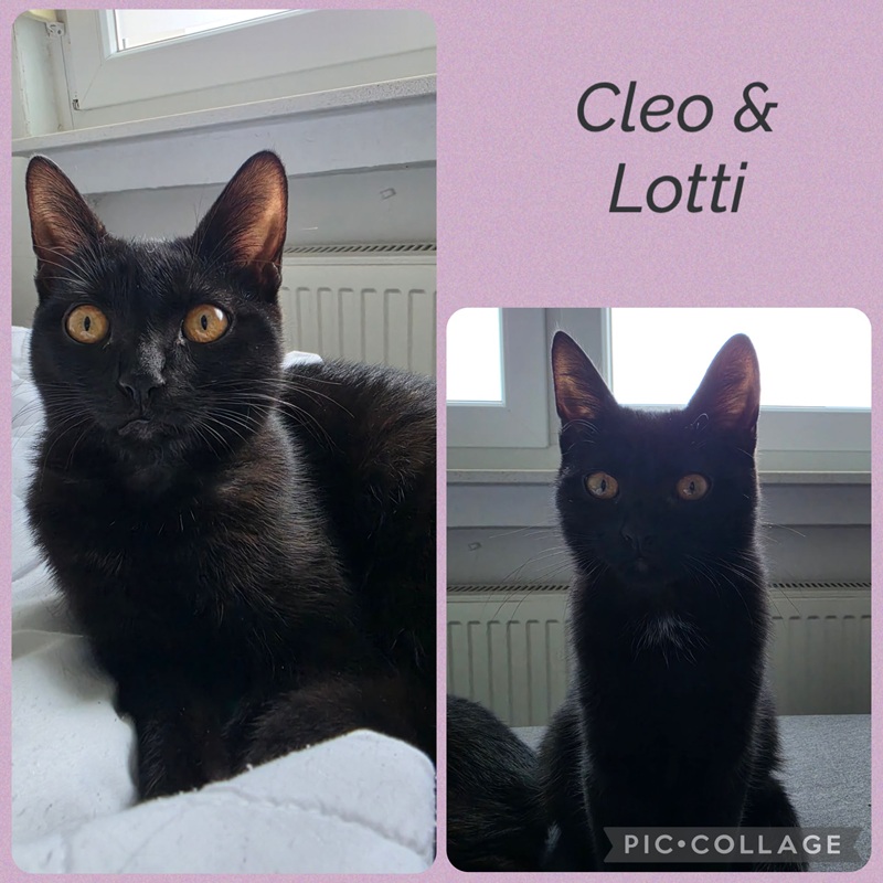 CleoLotti