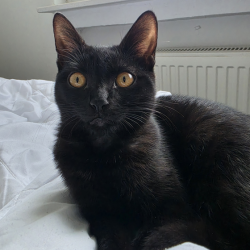 Cleo