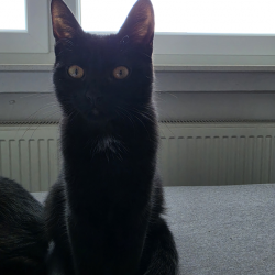 Lotti