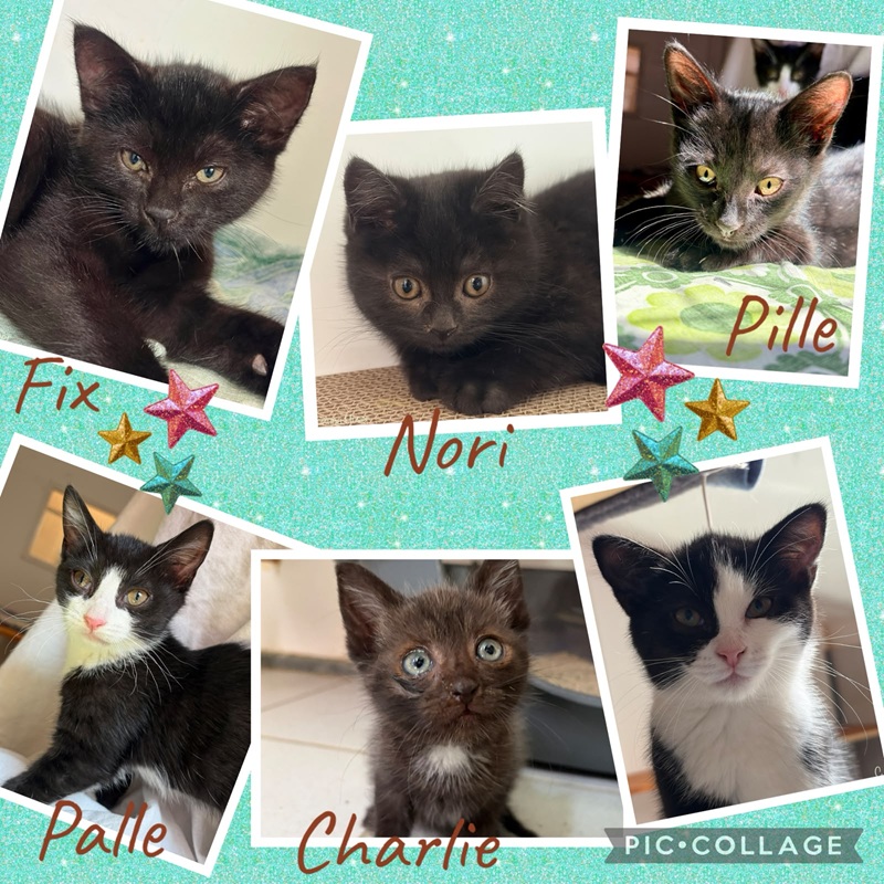 Kittenbande