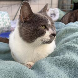 Smokey-White_2