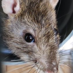 Ratte_Tunnel2jpg