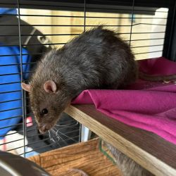 Ratte_grau3jpg