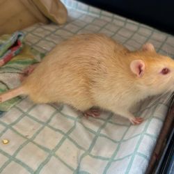 Ratte_hell1jpg