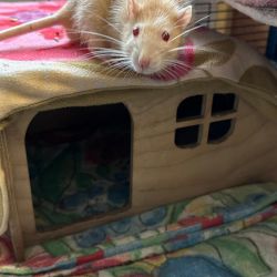 Ratte_hell2_hausjpg