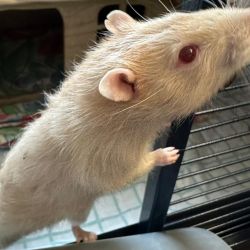 Ratte_hell3jpg