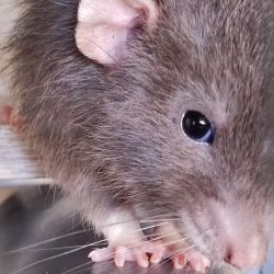 Ratte_portrait1jpg