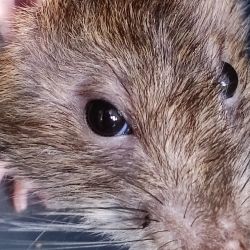 Ratte_portrait2jpg