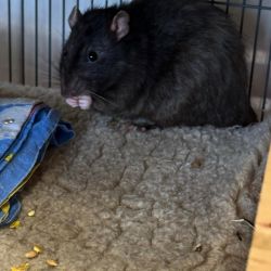 Ratte_schwarz1jpg