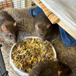 Ratten_futterschale1jpg