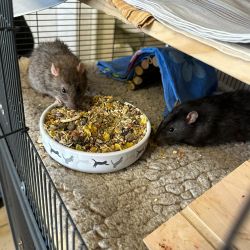 Ratten_futterschale2jpg_-_Kopie