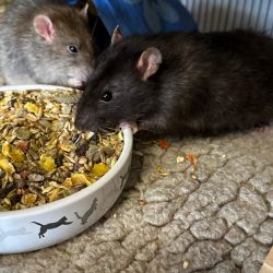 Ratten_futterschale3jpg