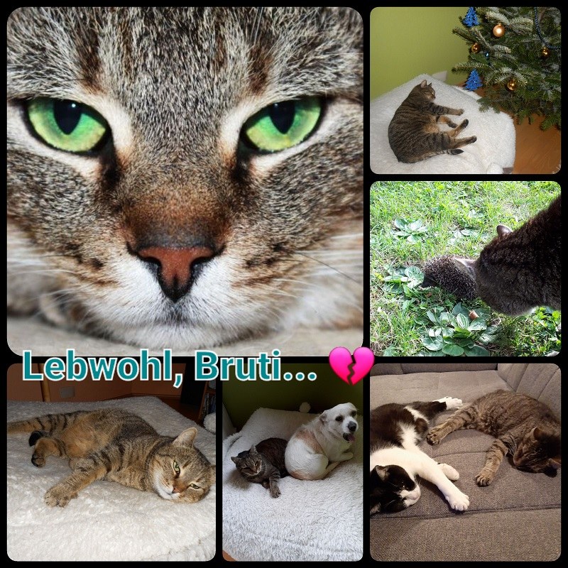 Kater Brutus