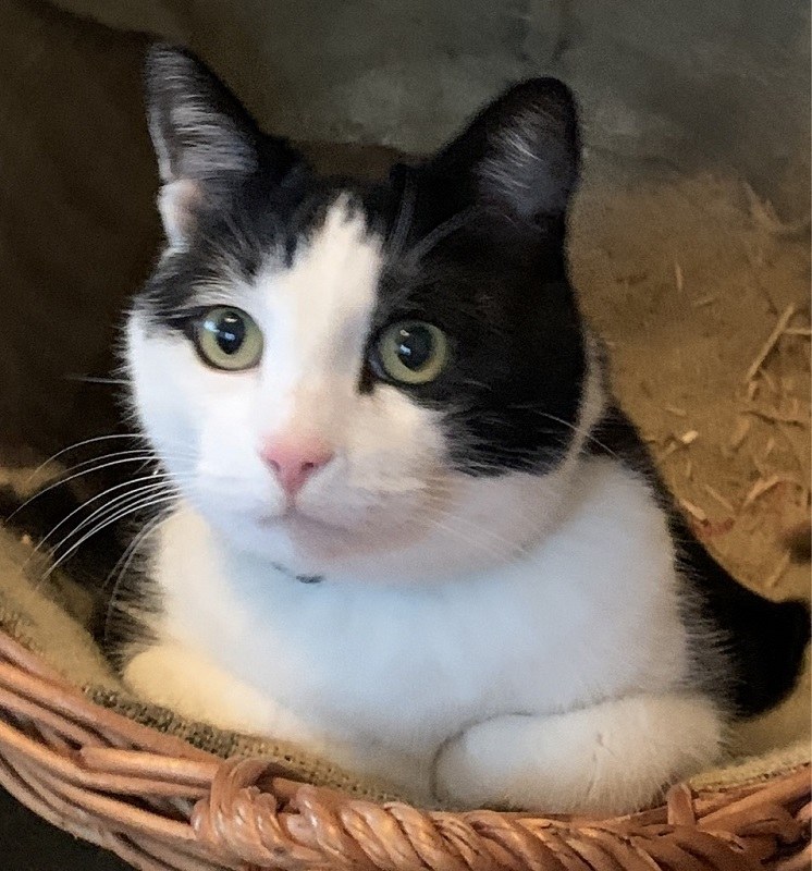 Nachruf Kater E.T.