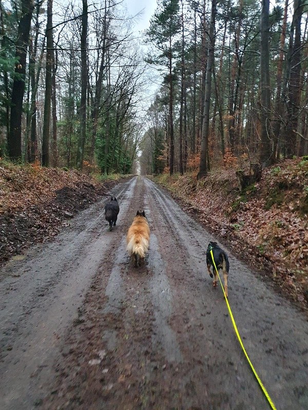 Die mit den Hunden geht...