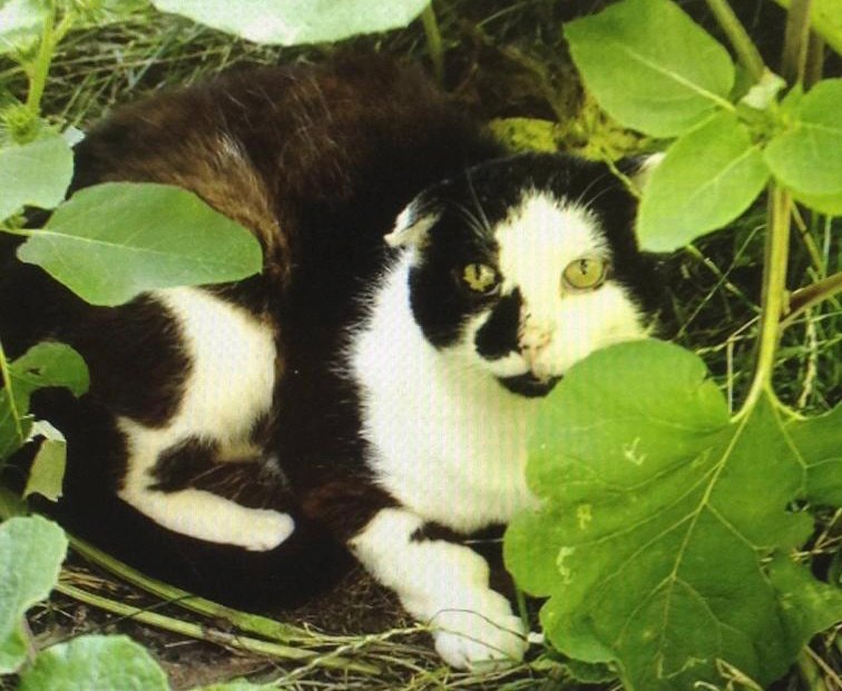 Kater Lothar