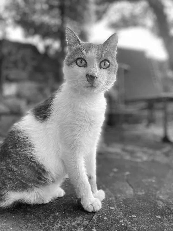 Tom