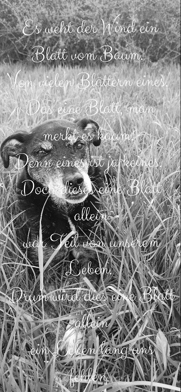 Äffchen